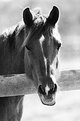 Picture Title - Horse-B&W