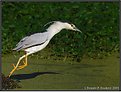 Picture Title - Black Crowned Night Heron