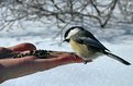 Picture Title - Feeding a Black Chickkadee.