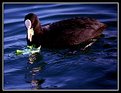 Picture Title - Black duck