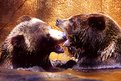 Picture Title - Grizzly Cubs