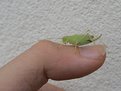 Picture Title - Hopper1