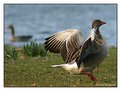 Picture Title - goose