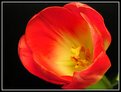 Picture Title - tulipano.......