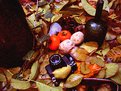 Picture Title - My Feel of Fall