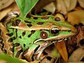 Picture Title - Female Leopard Frog