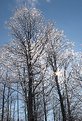 Picture Title - Ice Forest