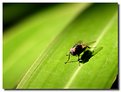 Picture Title - A fly with shadow