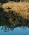 Picture Title - Reflections in the river