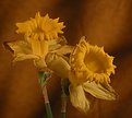 Picture Title - daffodill w/warm background