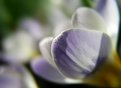 Picture Title - first crocus