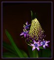 Picture Title - Scilla Peruviana