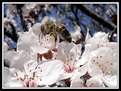 Picture Title - Bee - utiful Spring