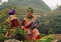 Picture Title - Flower Hmong