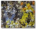 Picture Title - Desert lichens