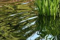 Picture Title - Plant Reflections