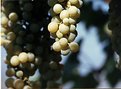 Picture Title - grapes