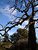 Blue Country Skies and Tree