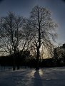 Picture Title - Photo taken neat the time of sunset, showing the beautiful effects of freezing rain on the trees.