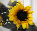 Picture Title - SunFlower