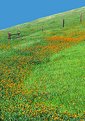 Picture Title - The First Wildflowers of 2004