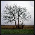 Picture Title - Naked tree