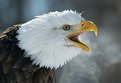 Picture Title - Eagle\'s Breathe