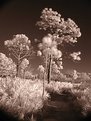 Picture Title - Palmettos & Pines in Florida