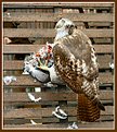 Picture Title - Red-tailed hawk ...