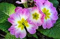 Picture Title - Early spring?