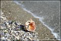 Picture Title - sea shell