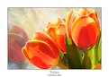 Picture Title - Tulips