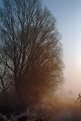 Picture Title - Walking in a foggy path