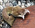 Picture Title - CROTALUS HORRIDUS RATTLESNAKE