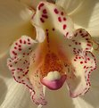 Picture Title - Macro Orchid