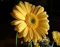 Picture Title - Gerbera