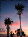 Picture Title - Sunset Palms