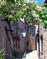 Picture Title - Blossom in Bakewell