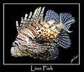 Picture Title - Lion Fish