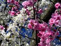 Picture Title - Plum Blossoms