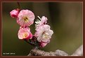 Picture Title - Plum blossoms
