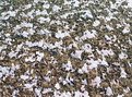 Picture Title - snow on grass