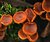 orange fungi