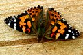 Picture Title - Painted Lady