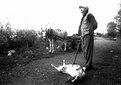 Picture Title - Horse, Dog and Man