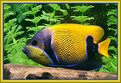 Picture Title - Blue -girdled angel fish....