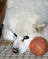 Picture Title - Don't even think about trying to grab this ball.