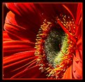 Picture Title - gerbera