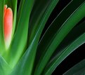 Picture Title - Clivia bud.
