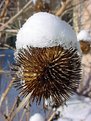 Picture Title - Cone Flower with Snow